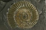 Dactylioceras Ammonite Cluster - Posidonia Shale, Germany #180355-2
